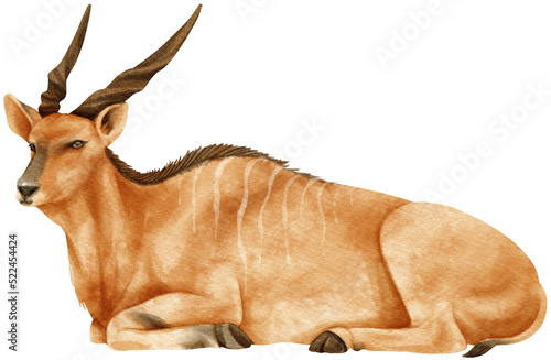 Giant eland savanna animals watercolor illustration photo