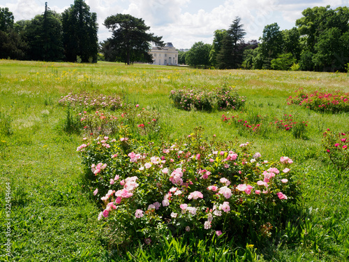 roses dans les jardins de Bagatelle dans le Bois de Boulogne à Paris photo