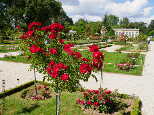roses aux jardins de Bagatelle dans le Bois de Boulogne à Paris
