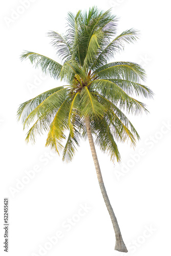 tropical palm tree isolated photo