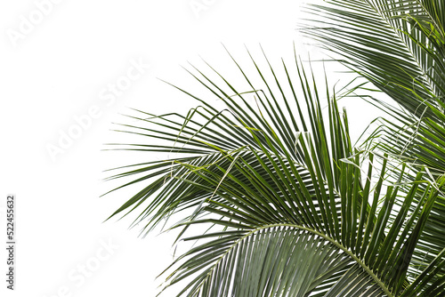 beautiful nature green palm leaf on tropical beach with bokeh sun light wave abstract background. Copy space of summer vacation and business travel concept. Vintage tone filter effect color style