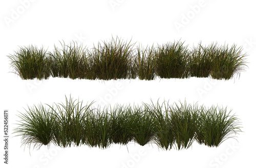 Grass blossoms on a transparent background