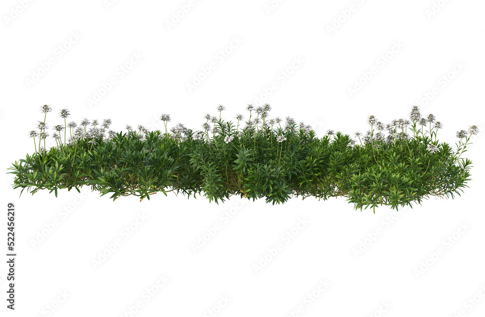 Obraz premium Flowers on a transparent background