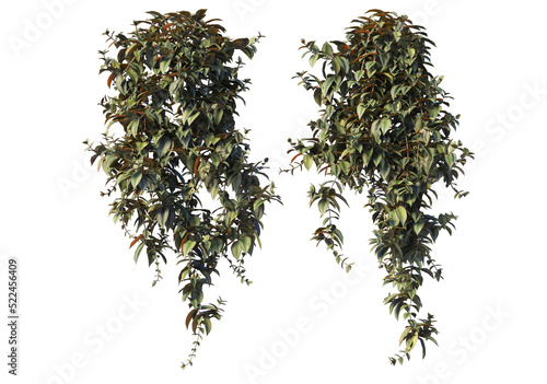 Ivy on a transparent background
