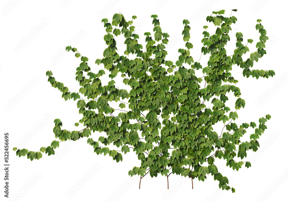 Ivy on a transparent background Ivy on a transparent background