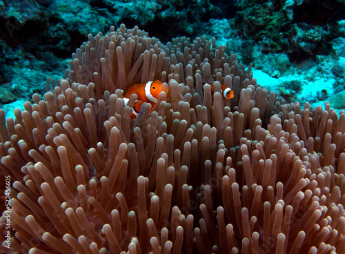 A pair of False clown anemonefish in anemone Boracay Philippines