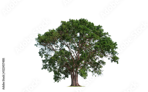 Large Bothi tree or Pipal tree on transparent background, Png file