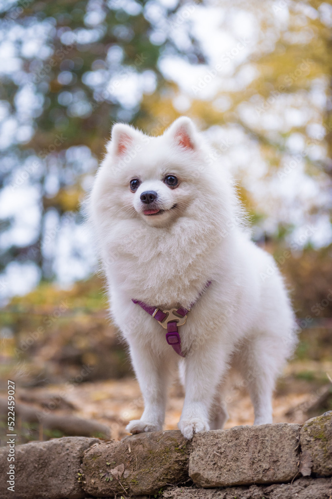 The cute white Pomeranian, outdoors The cute white Pomeranian, outdoors