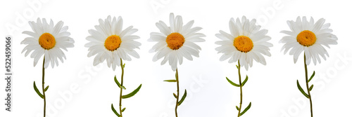 Set of beautiful chamomile flowers on white background   5 Chamomiles isolated on white background without shadow