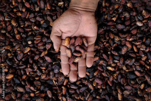 Overhead view of a farmer holding a handful of freshly picked cocoa beans photo