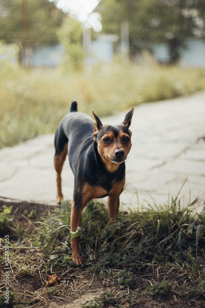 miniature pinscher on the walk