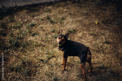 miniature pinscher on the walk photo