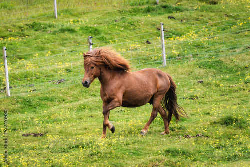 Brown horse galloping on field in livestock on summer day at Iceland