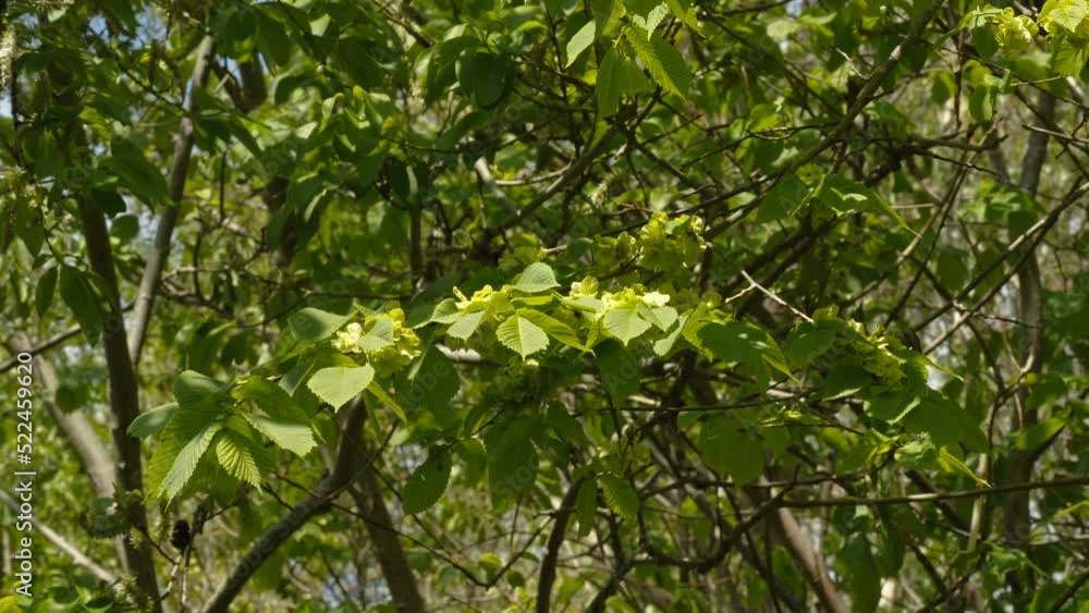 The green leaves of the wych elm tree in the yard on a sunny day in Estonia The green leaves of the wych elm tree in the yard on a sunny day in Estonia