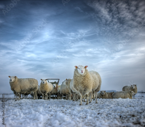 Sheep roaming in the winter snowy field in a cold winter in the Netherlands