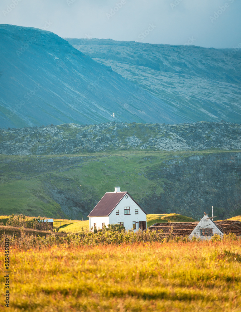 Icelandic wooden house glowing with sunlight on meadow and bird flying around in sunset on summer at Arnarstapi fishing village, Iceland