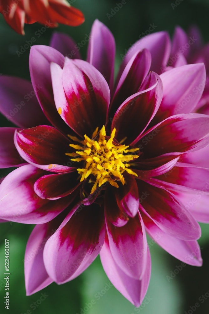 closeup portrait of a flower 