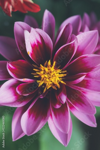 closeup portrait of a flower 