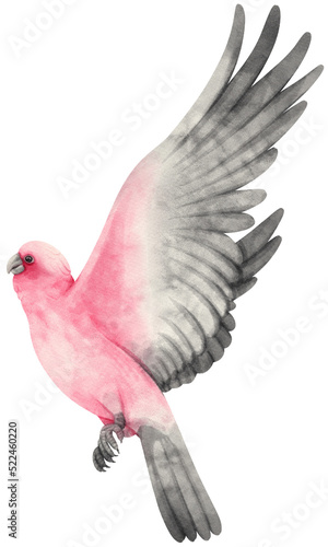 Galah bird pink and grey cockatoo Watercolor painted photo