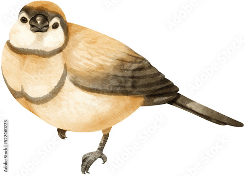 Watercolor finch bird illustration