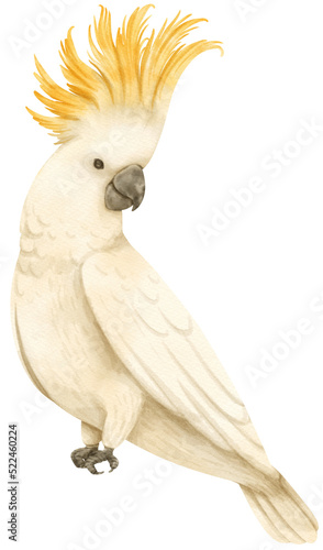 Watercolor sulphur-crested cockatoo bird illustration photo