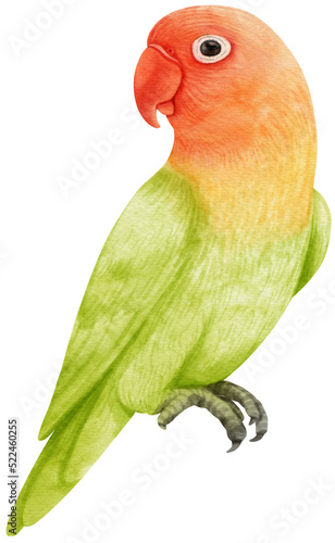 Watercolor lovebird illustration photo