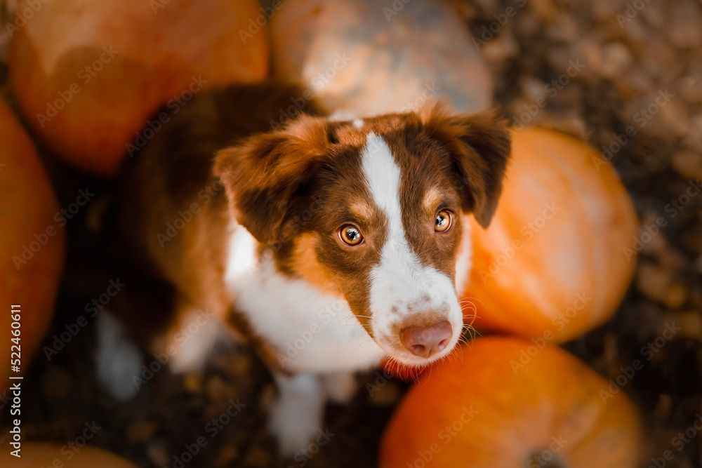 Dog with pumpkins in the forest. The Miniature American Shepherd dog breed. Halloween and Thanksgiving Holidays. Harvest