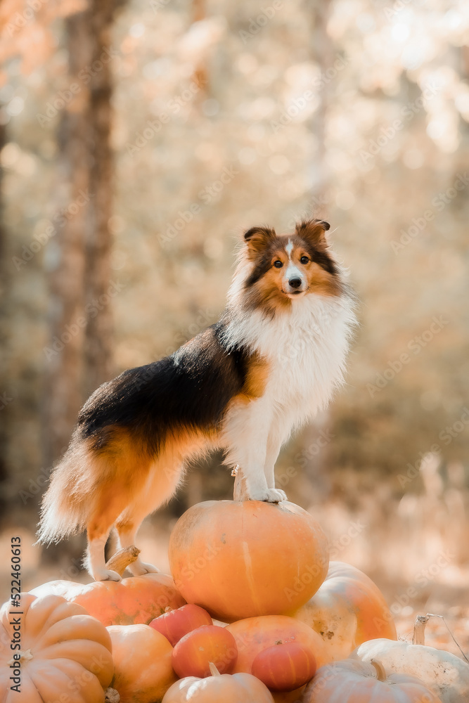 Dog with pumpkins. Shetland Sheepdog. Thanksgiving day. Fall season. Halloween holidays. Sheltie dog breed