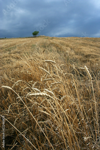 harvested wheat field and ears of wheat