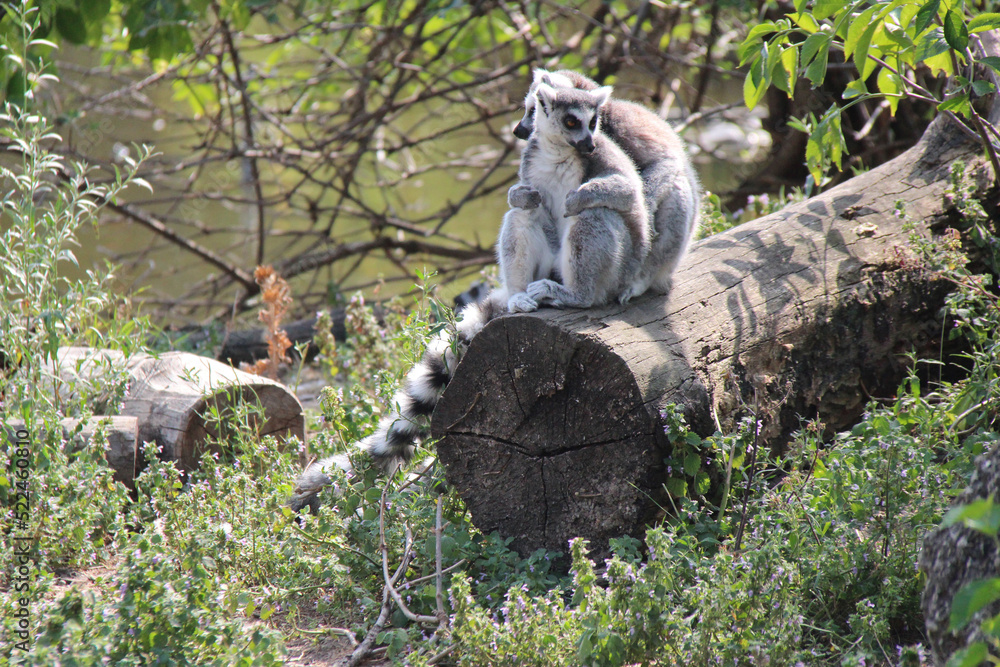 Obraz premium lemurs (maki catta) in a zoo in vienna (austria)