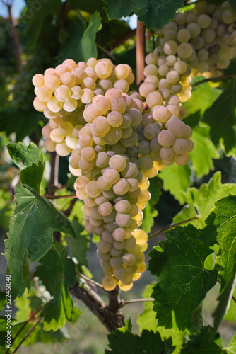 Wallpaper Mural Ripe yellow grapes close up view. A bunch of grapes before harvest. Beautiful vine on a green background. Ripe grapes in the sun. Brush white grapes blurred background. Torontodigital.ca