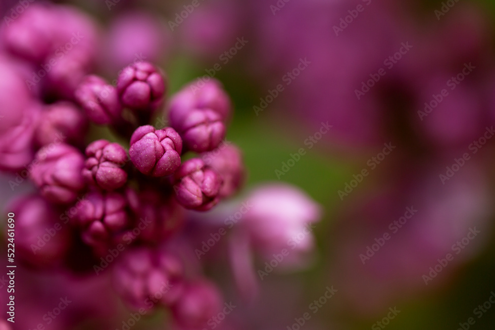 A blooming bush of purple lilac flowers.