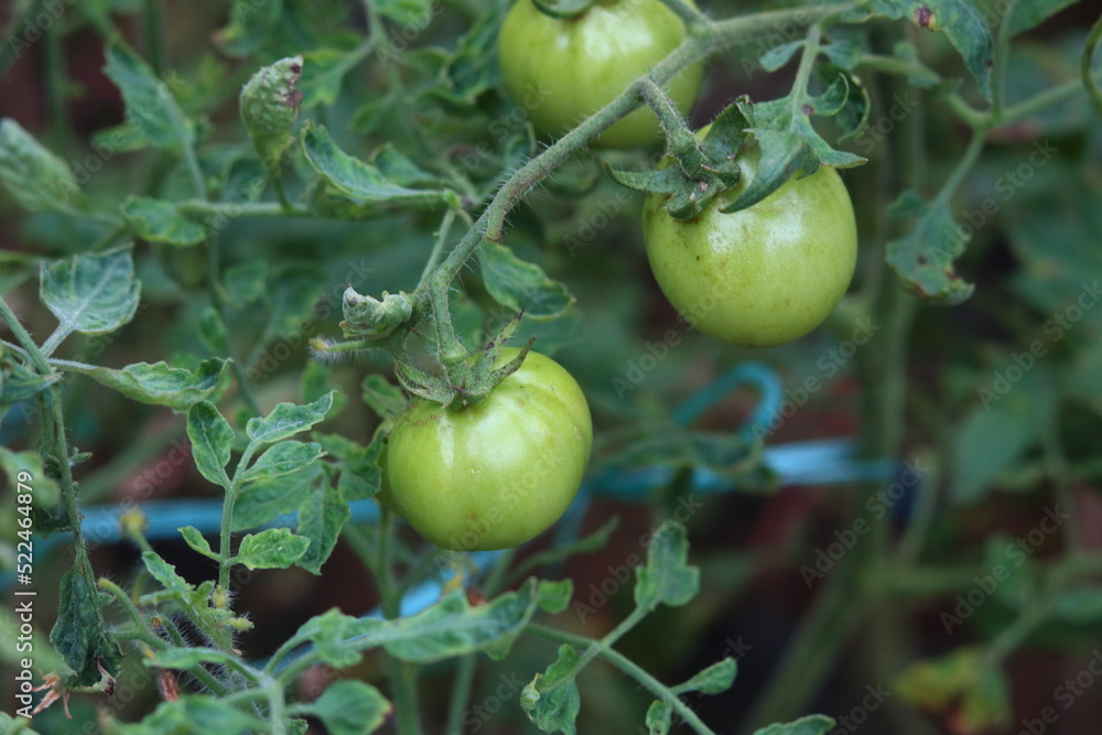 green tomatoes indicate not ready to be harvested green tomatoes indicate not ready to be harvested
