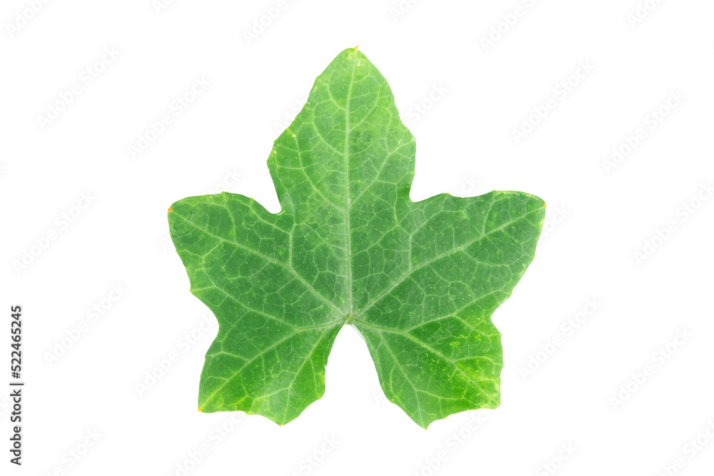 Ivy gourd leaves Ivy gourd leaves