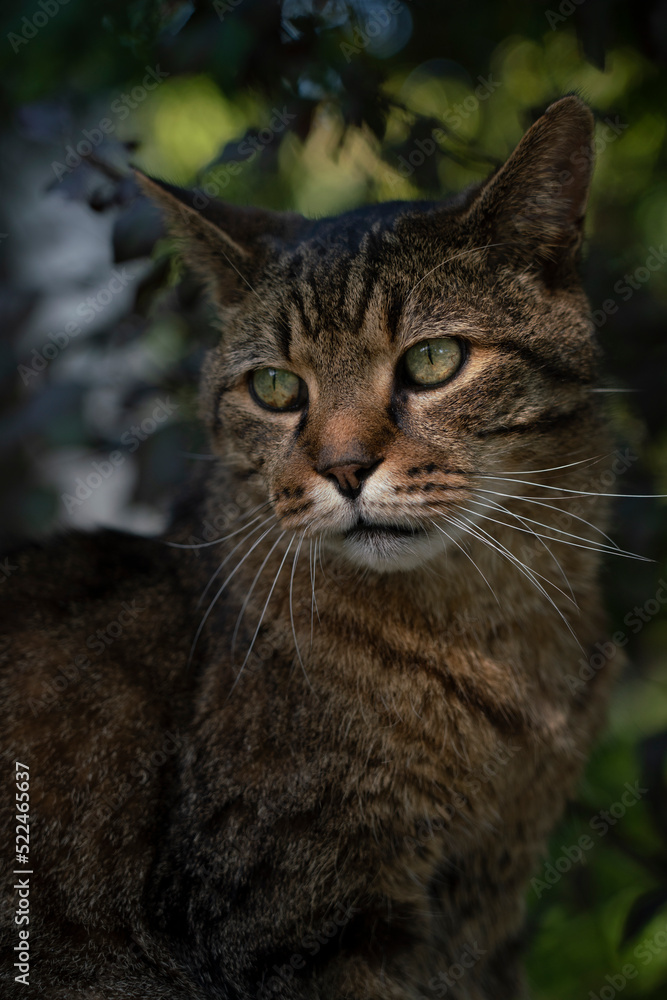 Portrait d'un chat aux yeux verts