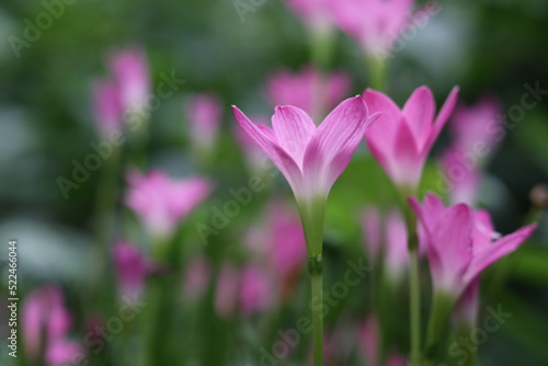 closeup of the beauty of crocus sativus flowers in the garden