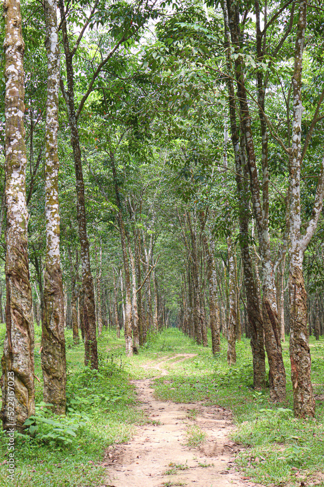 natural raw rubber tree plant natural raw rubber tree plant