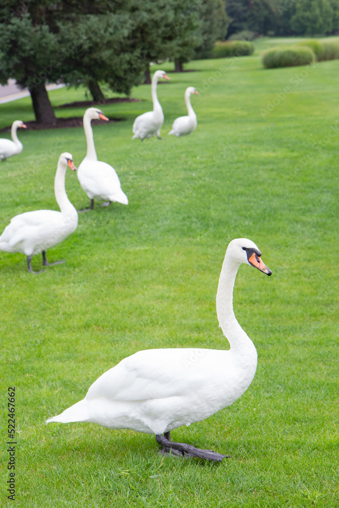 Naklejka premium swans in the park