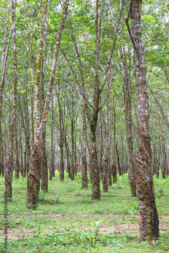 Fototapeta premium natural raw rubber tree plant