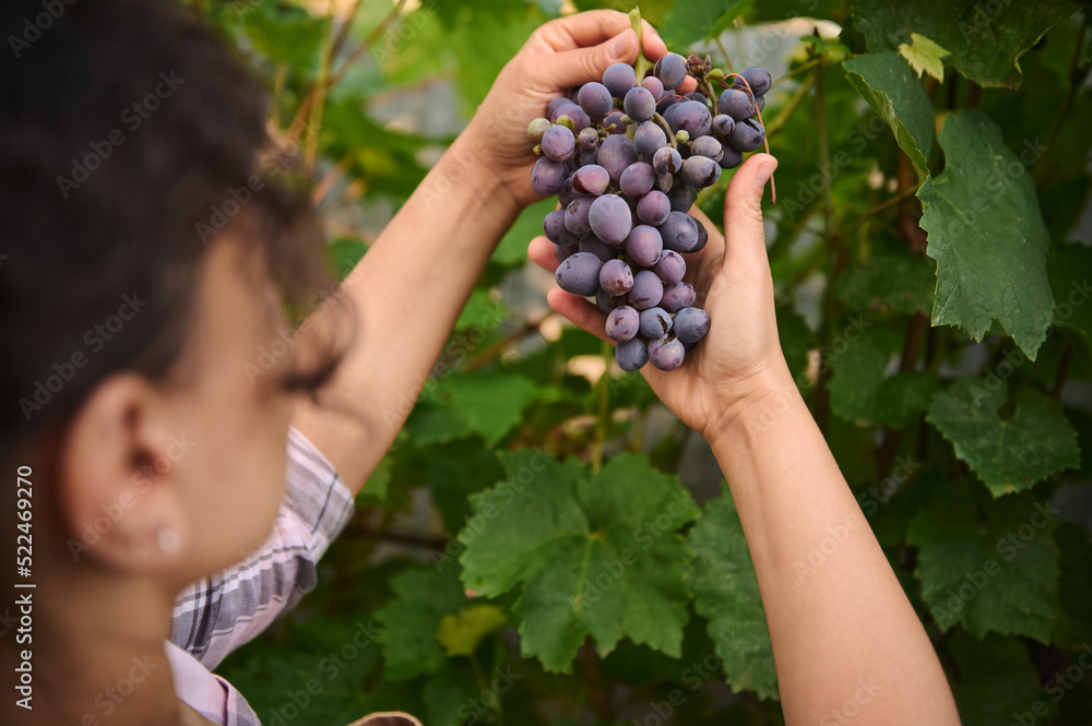 Obraz premium View from the back of a woman vine grower, viticulturist holding purple grapes hanging in the vineyard and inspecting them for ripeness. Viticulture. Agribusiness