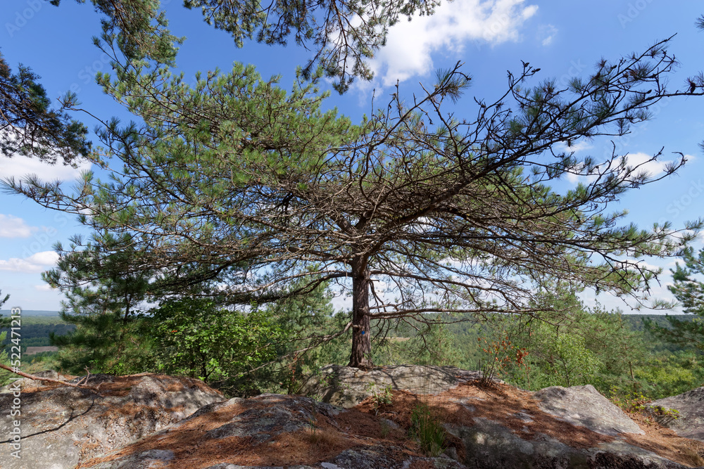 Remarkable tree and rock of the Queen panorama in Fontainebleau forest Remarkable tree and rock of the Queen panorama in Fontainebleau forest