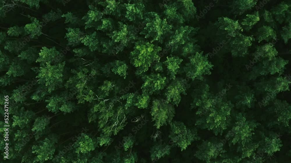 Aerial drone top view on forest in the countryside. Forest top view. Summer leisure time. Wild trees. Aerial drone top view on forest in the countryside. Forest top view. Summer leisure time. Wild trees.