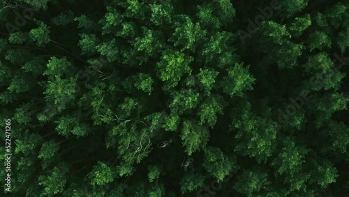 Aerial drone top view on forest in the countryside. Forest top view. Summer leisure time. Wild trees.
