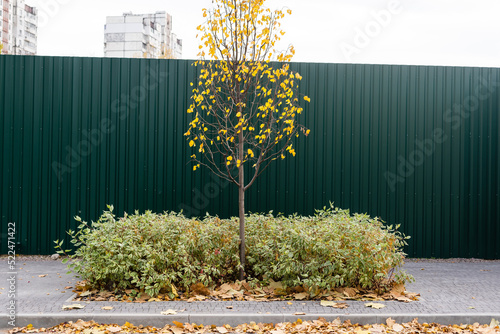 Yellowed maple, green fence, autumn tree