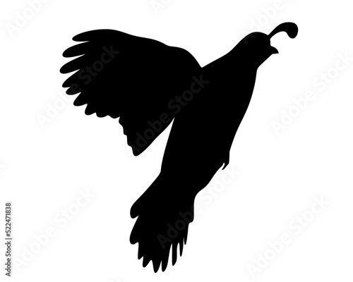Fotomurale Quail silhouette isolated on white background.