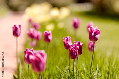 gardening, botany and nature concept - close up of beautiful tulip flowers at summer garden