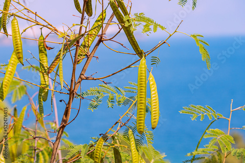 Senegalia catechu or Khair tree with fruits against sea background. It is widely used in India as medicine and as snack photo