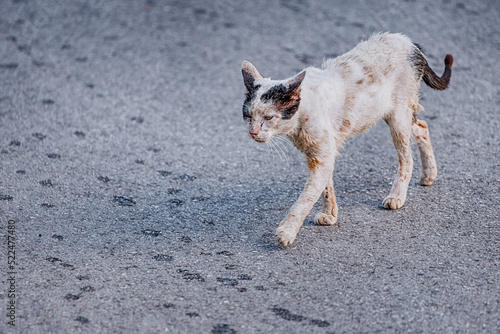 Foto Sad and injured stray stray cat is walking along the road