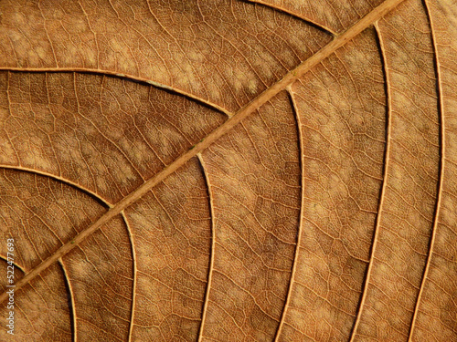 dry brown leaf of Queen's crape myrtle ( Lagerstroemia speciosa (L.) Pers.)