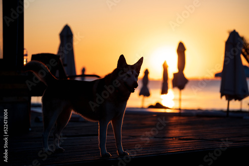 Dog silhouette on sunrise